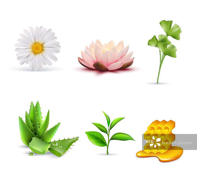 有机化妆品成分套装矢量插画，包含莲花、甘菊、芦荟、绿茶和蜂蜜图片素材