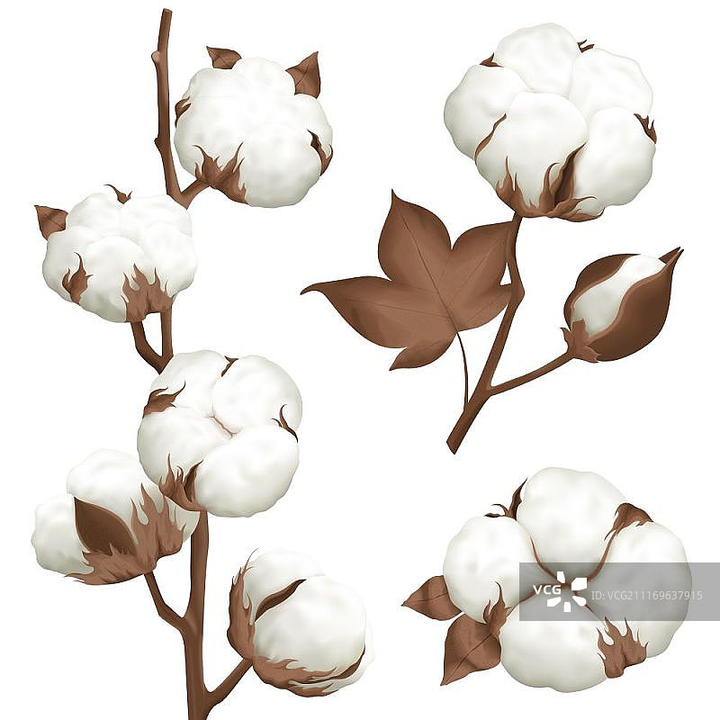 棉花植株棉铃写实素材：3种棉花植株部位图片素材