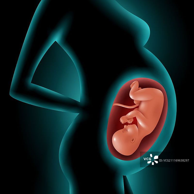 孕妇剪影与子宫内胎儿的3D矢量图图片素材
