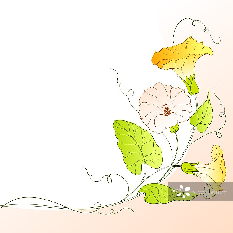 白色背景上的旋花矢量图图片素材