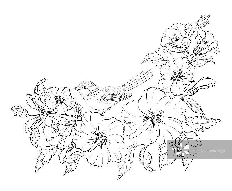 白色背景上带有小鸟的芙蓉花矢量图图片素材