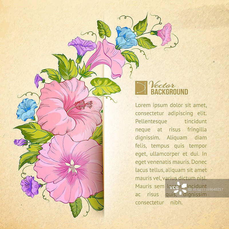 纸上的旋花。矢量图。图片素材