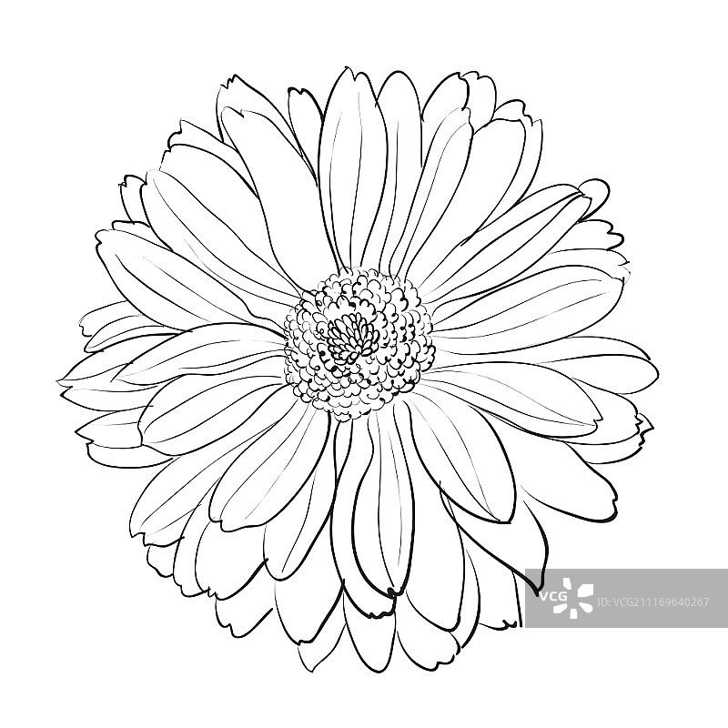 白色背景上的菊花矢量图图片素材