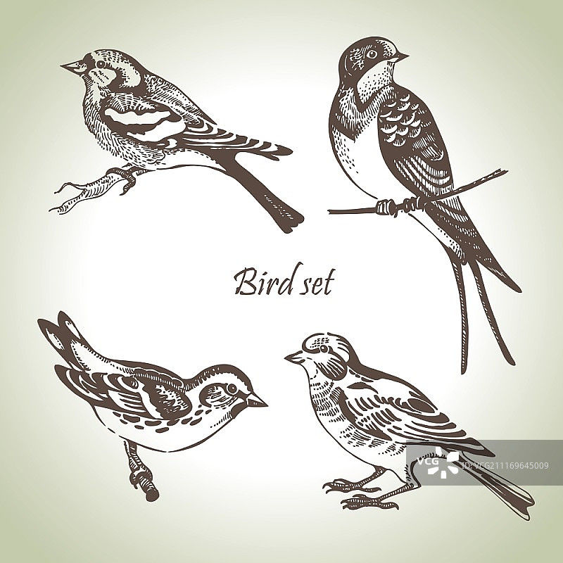 手绘鸟类图案图片素材