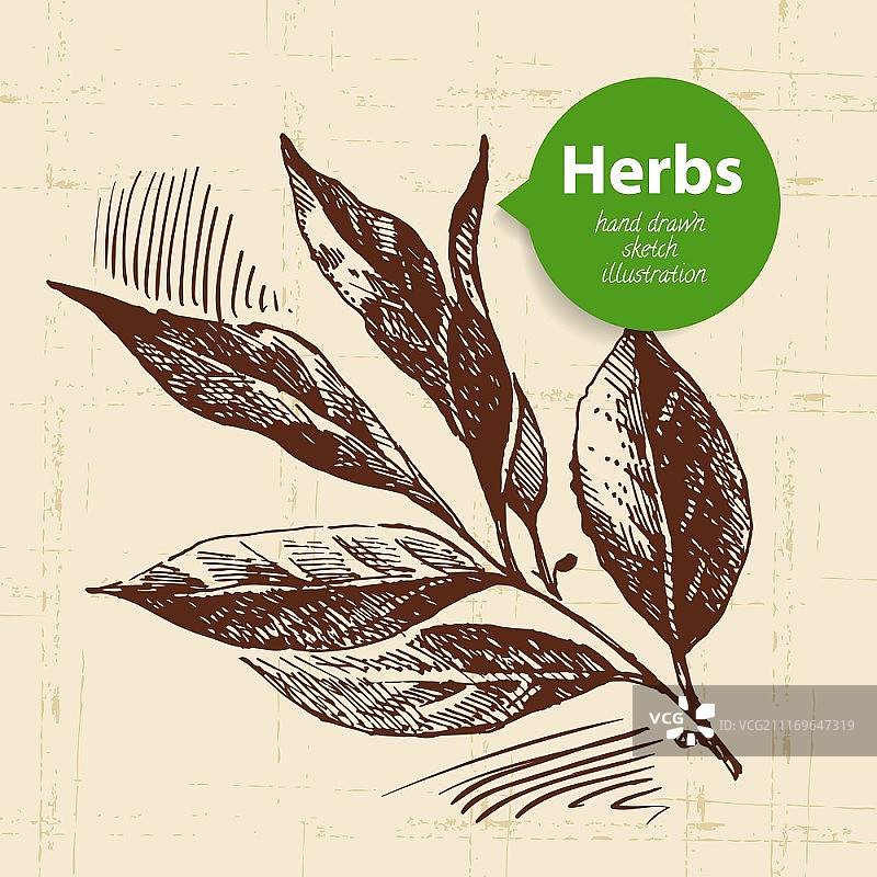 厨房香草和香料复古背景手绘月桂叶图片素材