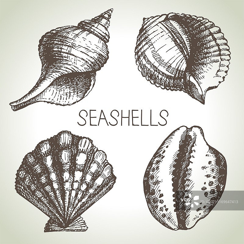 手绘贝壳素材：素描设计元素图片素材