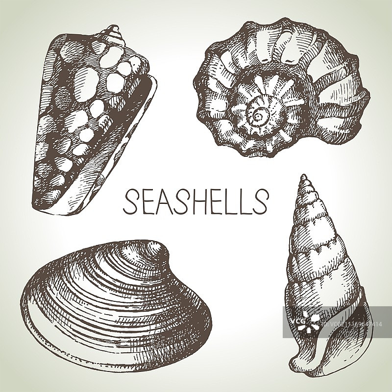 手绘贝壳素材：素描设计元素图片素材