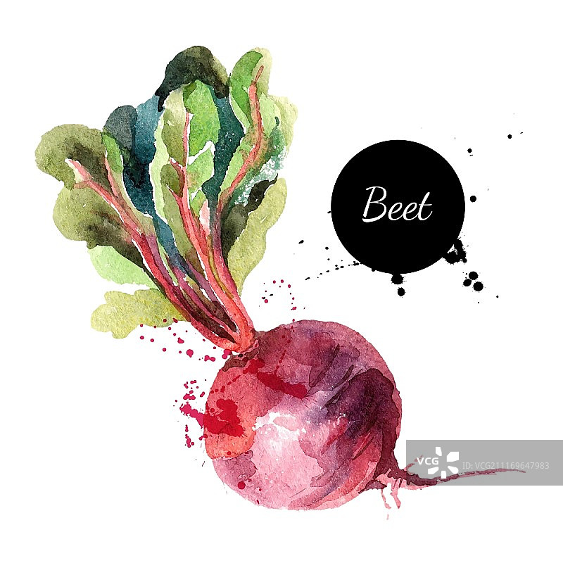 甜菜根手绘水彩画矢量插画图片素材
