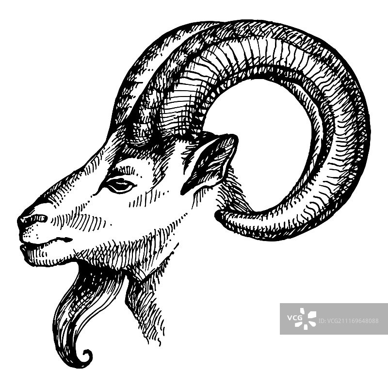 手绘山羊肖像矢量素材图片素材