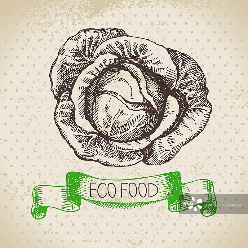 手绘卷心菜蔬菜草图。生态食品背景。矢量图图片素材