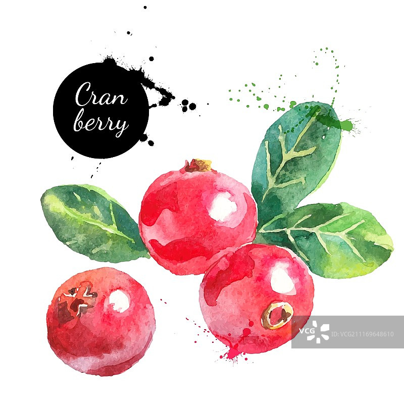 手绘水彩蔓越莓矢量插画图片素材