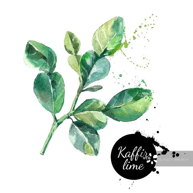 卡菲尔青柠叶手绘水彩矢量图图片素材
