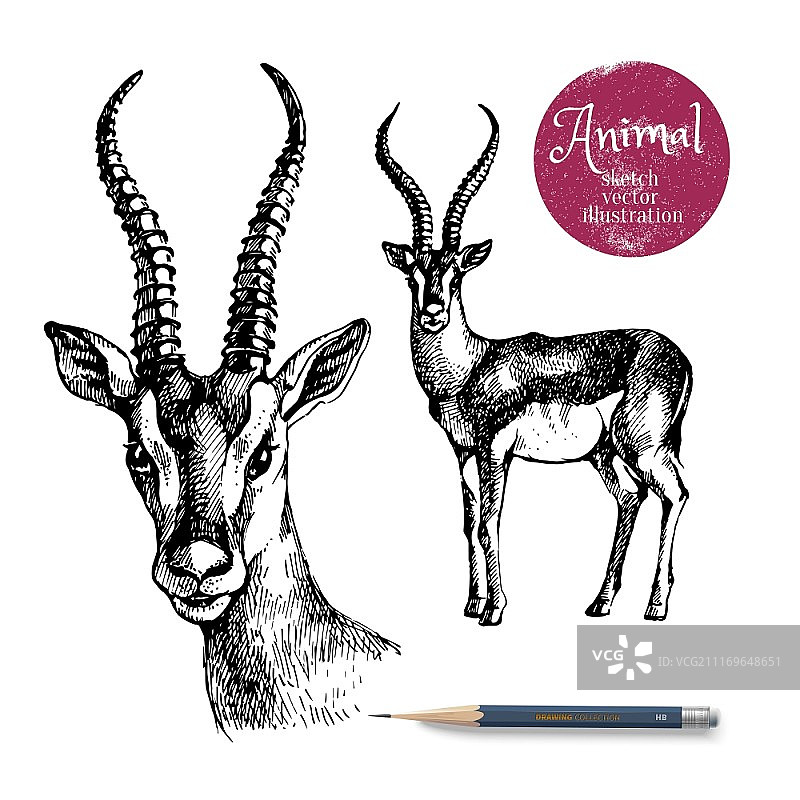 手绘羚羊动物矢量插画。白色背景铅笔素描和标签banner图片素材