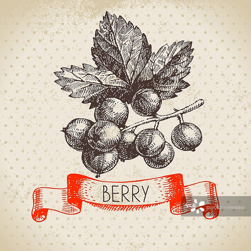 红醋栗手绘草图复古背景矢量图图片素材