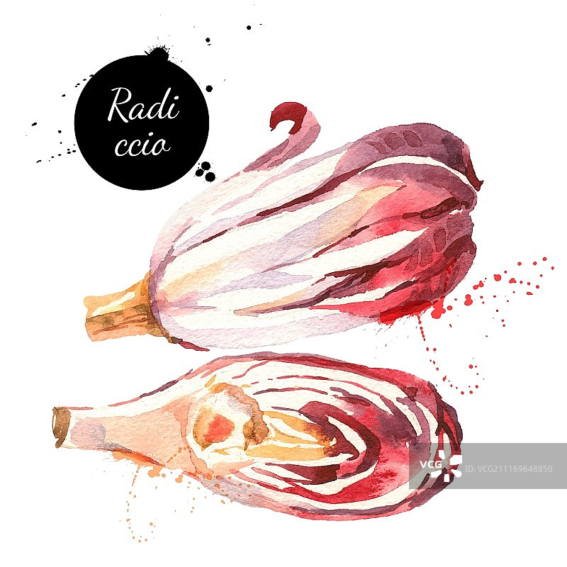 水彩红菊苣生态食品插画图片素材