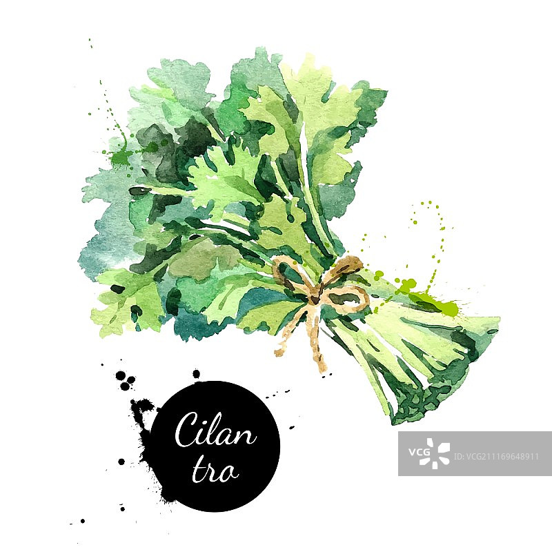 水彩手绘香菜束。白色背景隔离的生态天然食品草本植物矢量插图图片素材