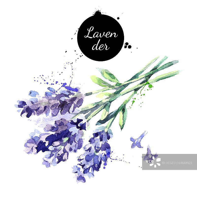 水彩手绘薰衣草花束图片素材