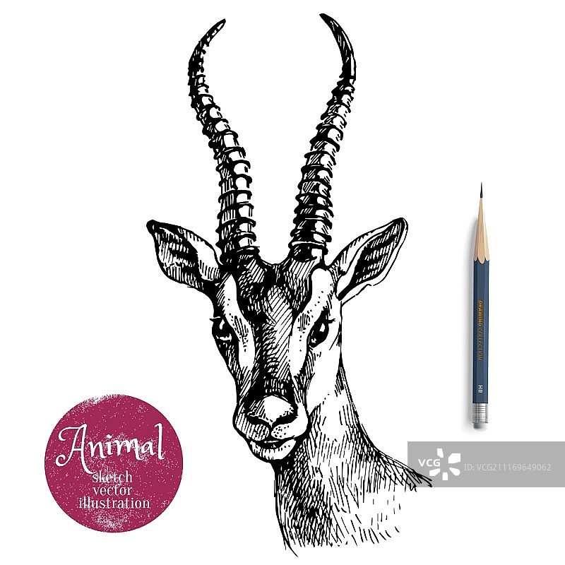手绘羚羊肖像动物矢量插图。白色背景上的铅笔素描和标签banner图片素材