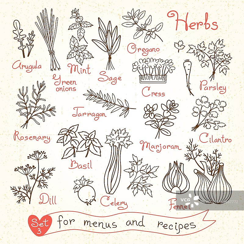 草药设计菜单、食谱和产品包装矢量素材图片素材