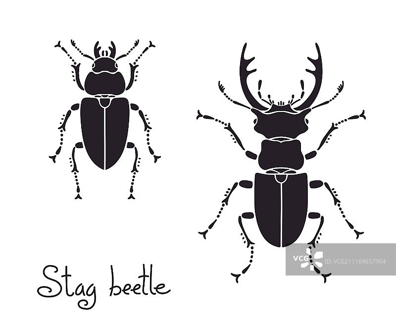 雄性和雌性锹甲图片素材