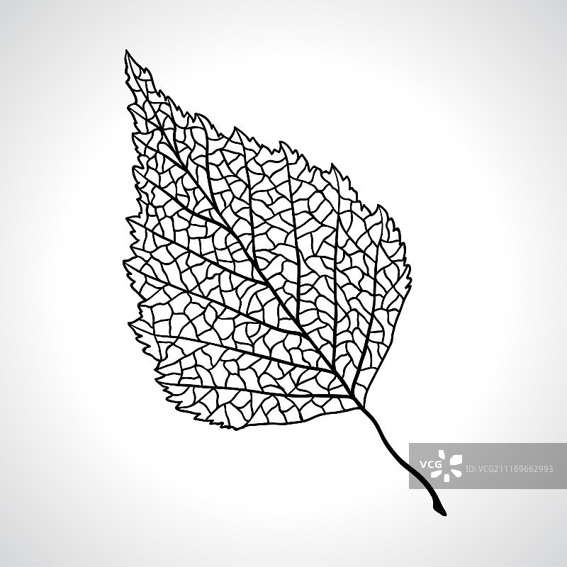 黑色桦树叶微距照片图片素材