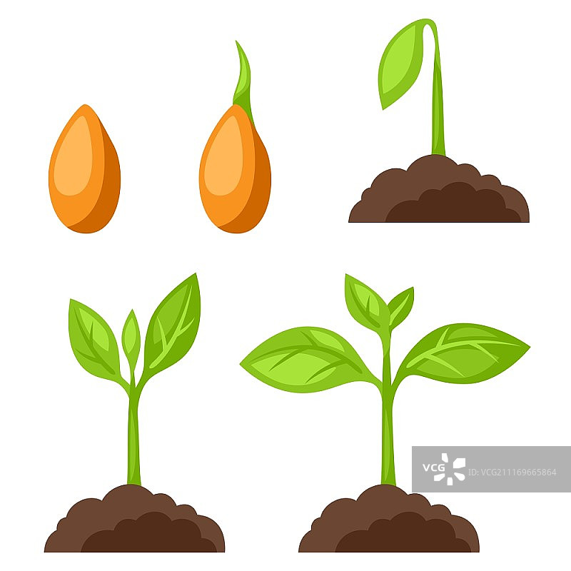 植物生长阶段插画合集，适用于banner、网站、设计图片素材