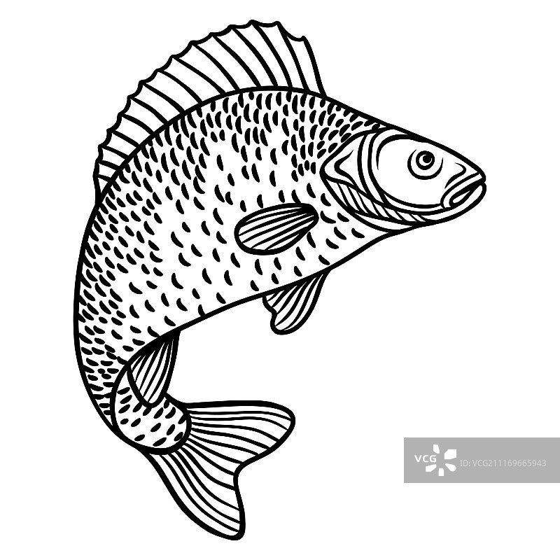 白色背景上的抽象装饰鱼，用于设计T恤、印刷品、宣传册和网站图片素材