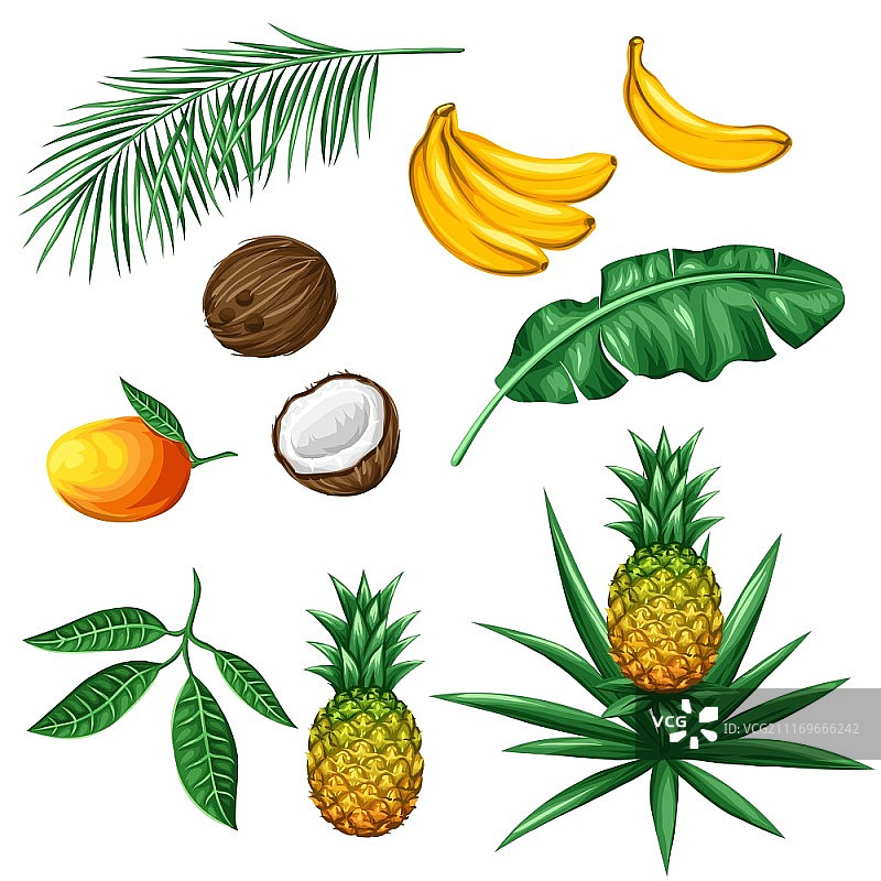 热带水果树叶装饰素材合集，适用于广告宣传册、包装、菜单、宣传单设计图片素材
