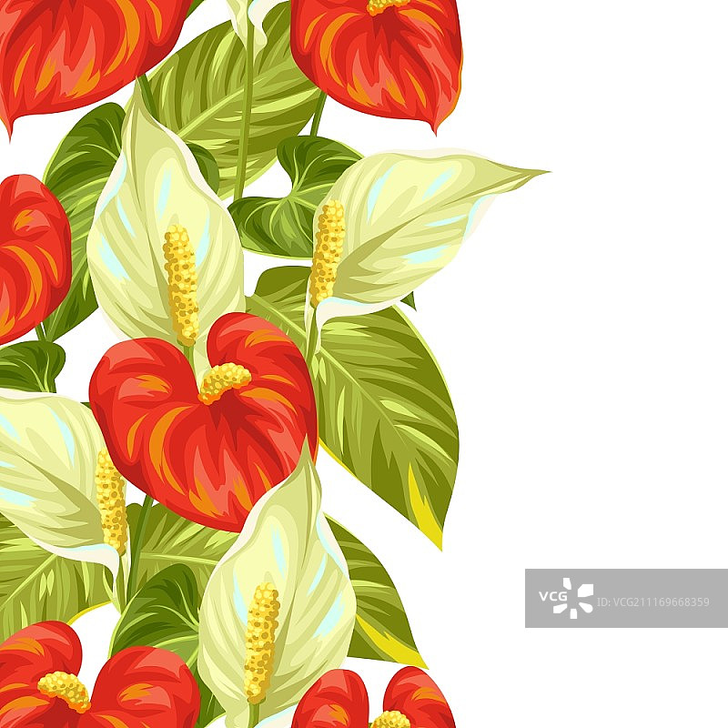 白鹤芋和红掌花卉无缝边框图片素材