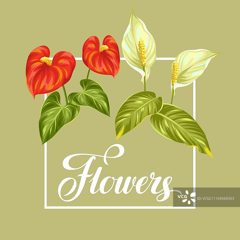 白掌和红掌鲜花贺卡图片素材