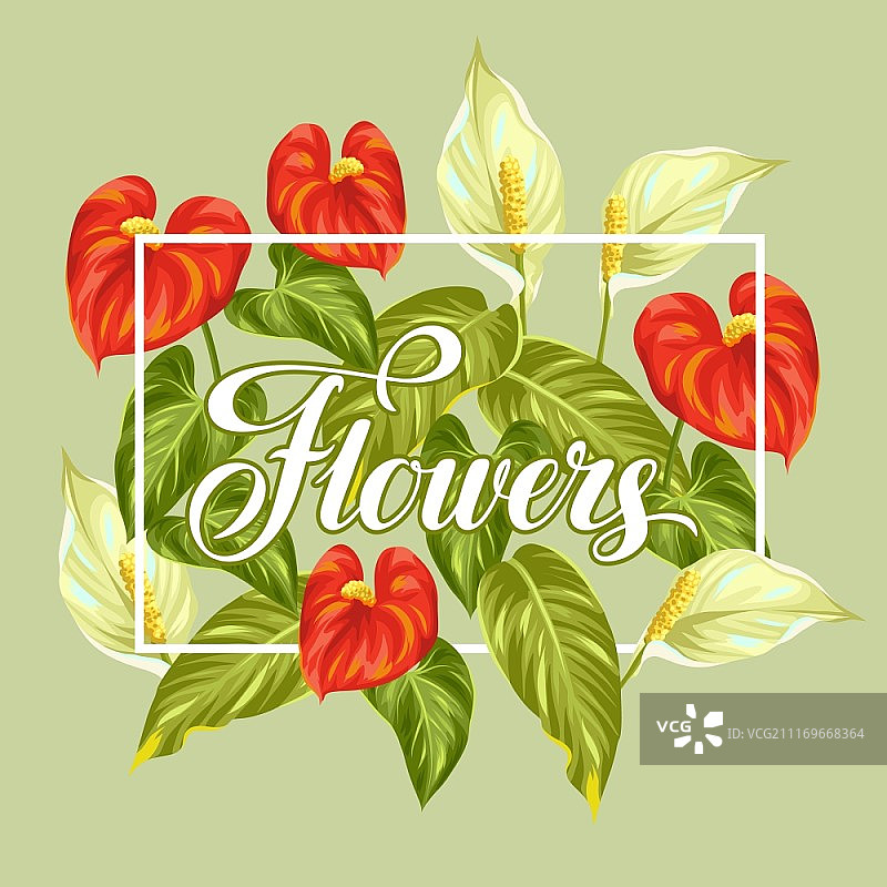 白掌和红掌鲜花贺卡图片素材