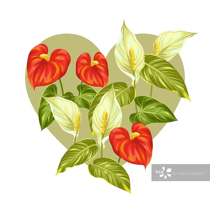 白掌和红掌鲜花贺卡图片素材