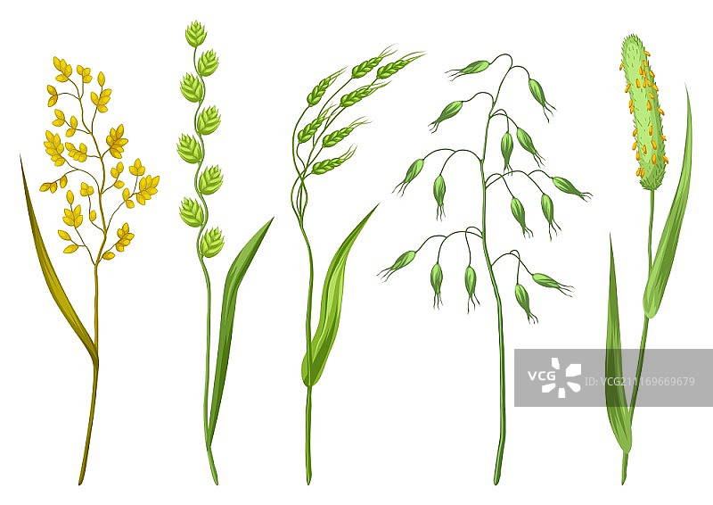 香草和谷类植物合集图片素材