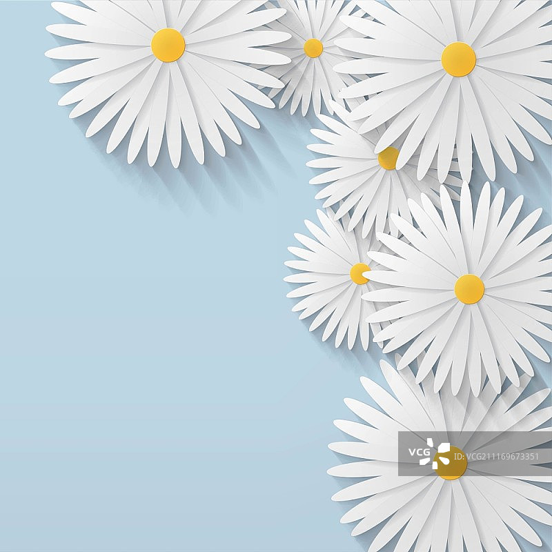 洋甘菊背景图片素材
