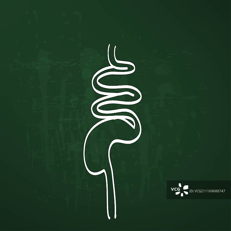 粉笔绘制的消化系统矢量图图片素材