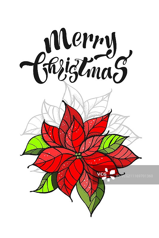 手绘圣诞节贺卡。孤立在白色背景上。圣诞红花，圣诞节的象征。图片素材