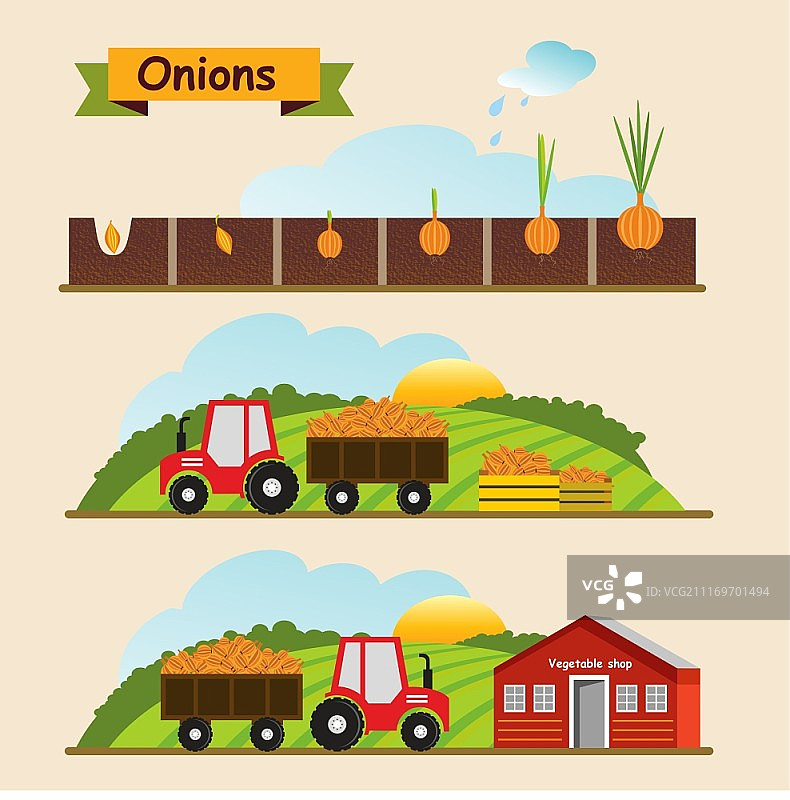 洋葱的生长周期，作物收集和运输矢量图图片素材