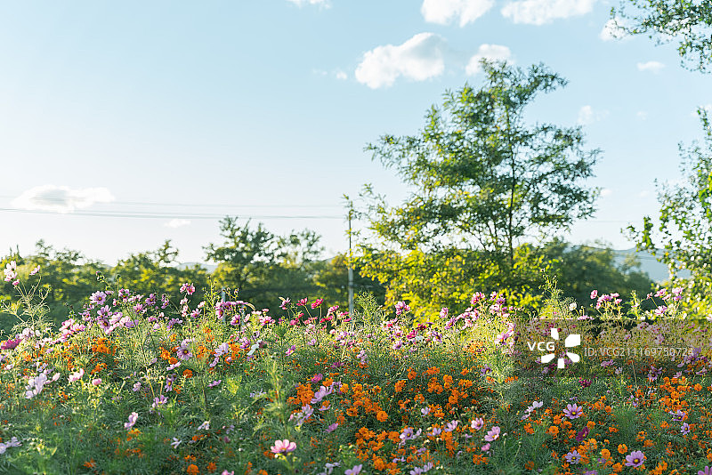波斯菊花田图片素材
