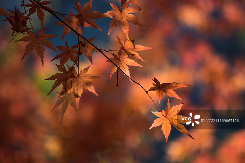枫叶图片素材