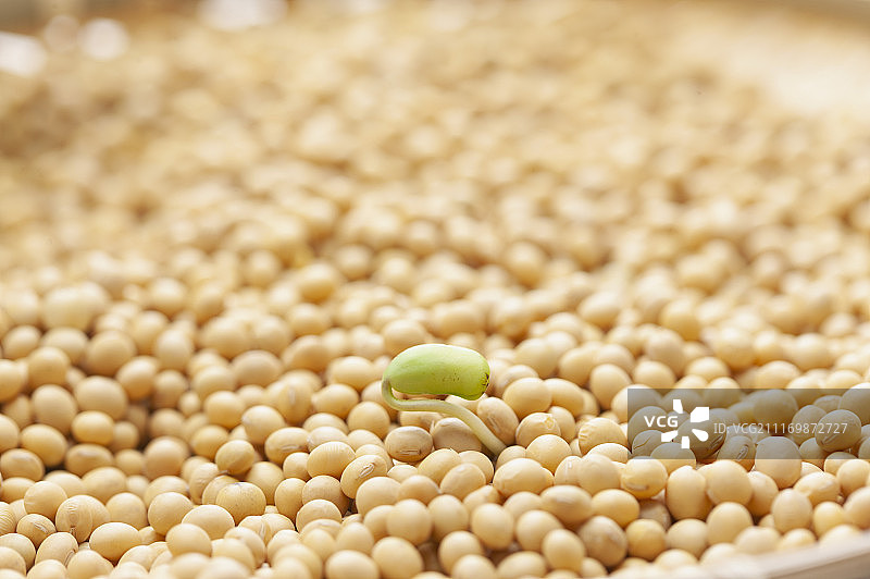 黄豆图片素材