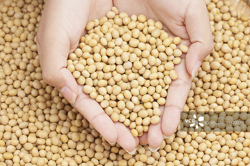黄豆图片素材