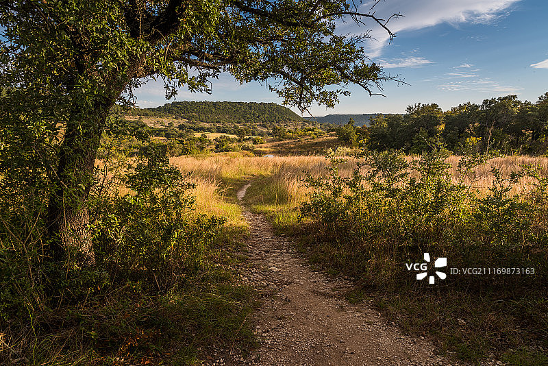 带有小路、树木和草地的风景图片素材