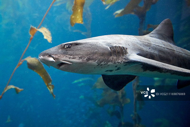 鲨鱼特写图片素材