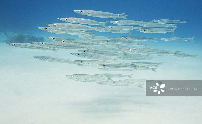 南方魣鱼学校图片素材