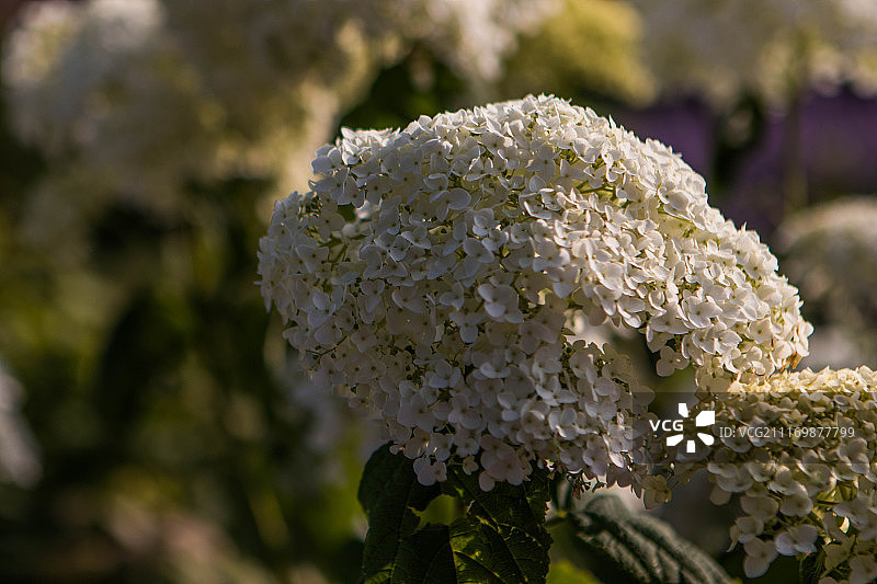 7月4日庆典图片素材