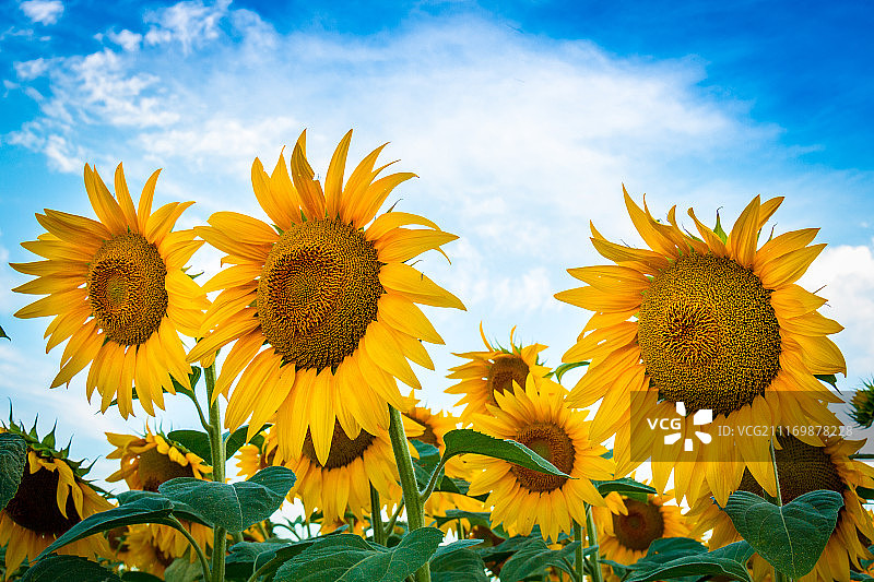 向日葵图片素材