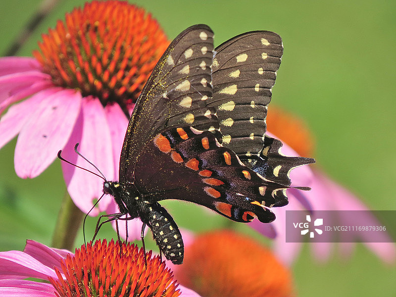 黑色的燕尾蝶图片素材