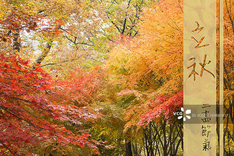 24节气 立秋图片素材