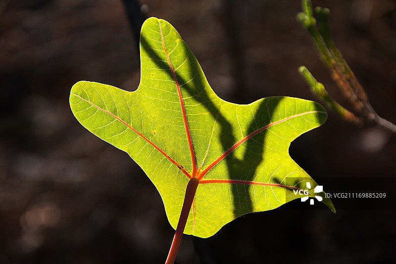 特写的植物图片素材