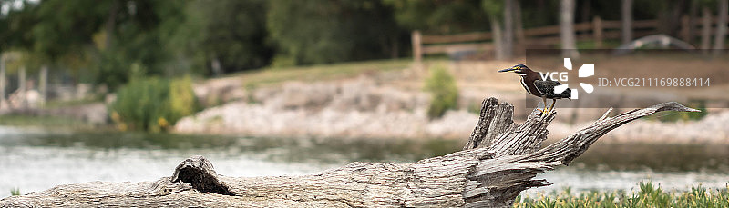 绿鹭与原木图片素材